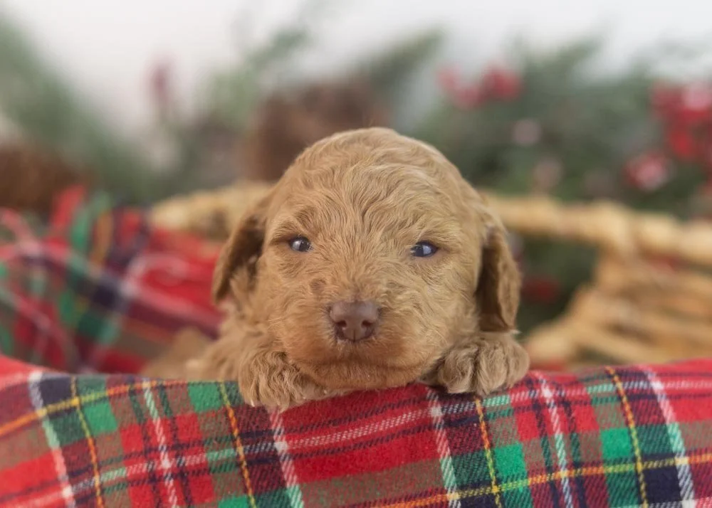 Texas goldendoodle for sale(1).jpg