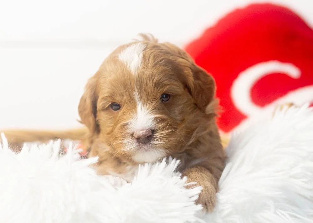 Princess goldendoodle for sale(1).jpg