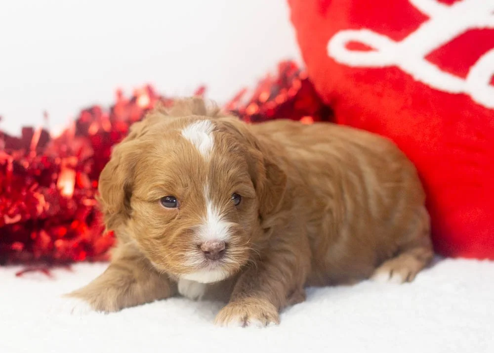 Princess goldendoodle for sale.jpg