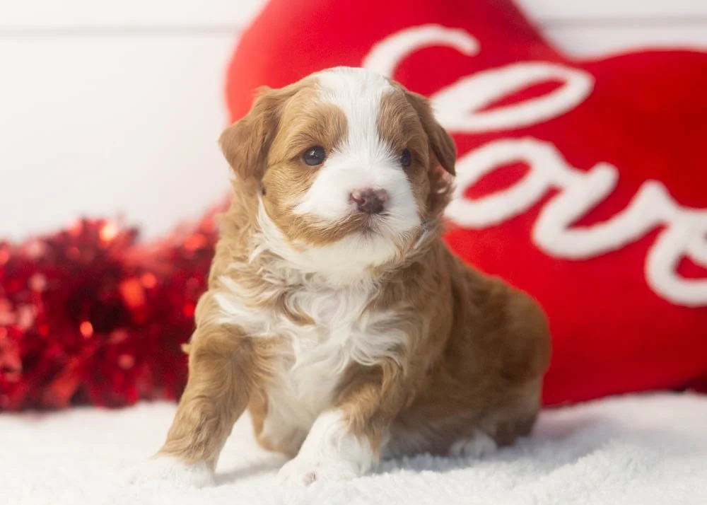 Violet goldendoodle for sale.jpg
