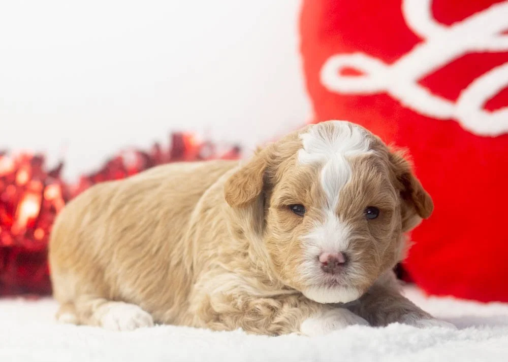 Pascal goldendoodle for sale(2).jpg
