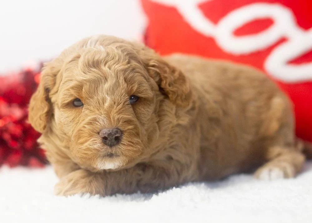 Prince goldendoodle for sale.jpg