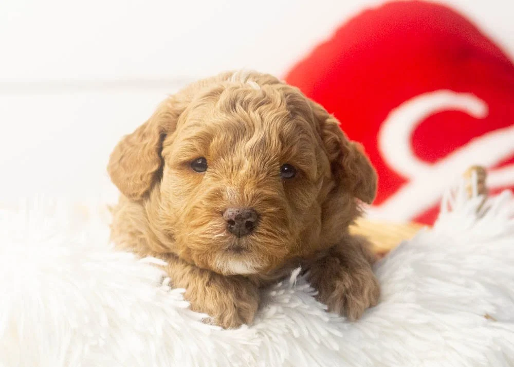 Prince goldendoodle for sale(1).jpg