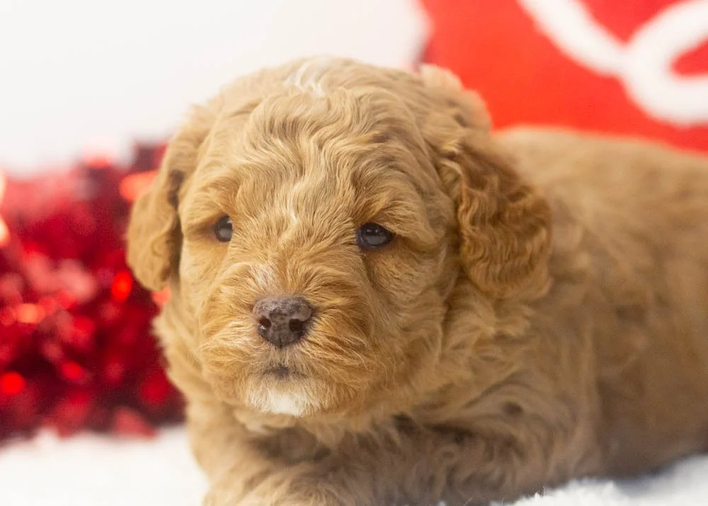 Prince goldendoodle for sale(3).jpg