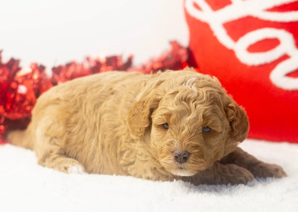 Prince goldendoodle for sale(2).jpg