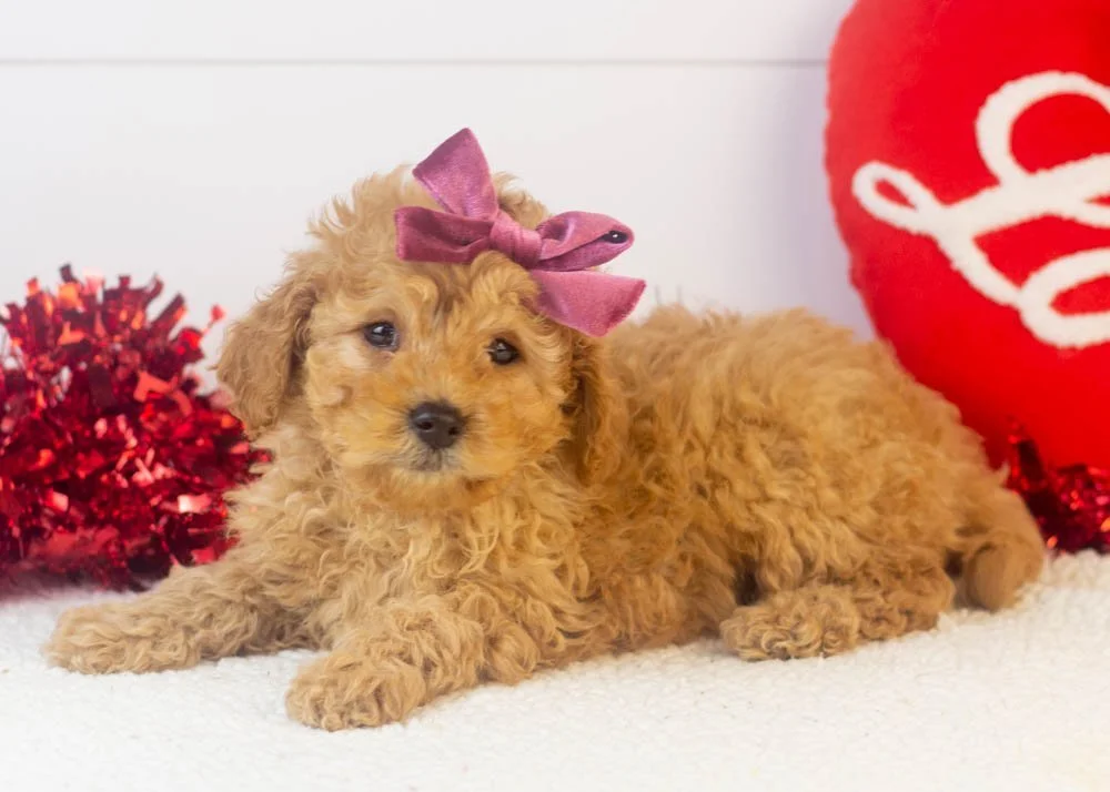 Whitney goldendoodle for sale..jpg