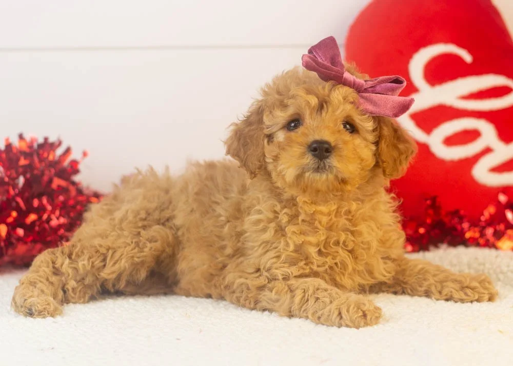 Whitney goldendoodle for sale.jpg