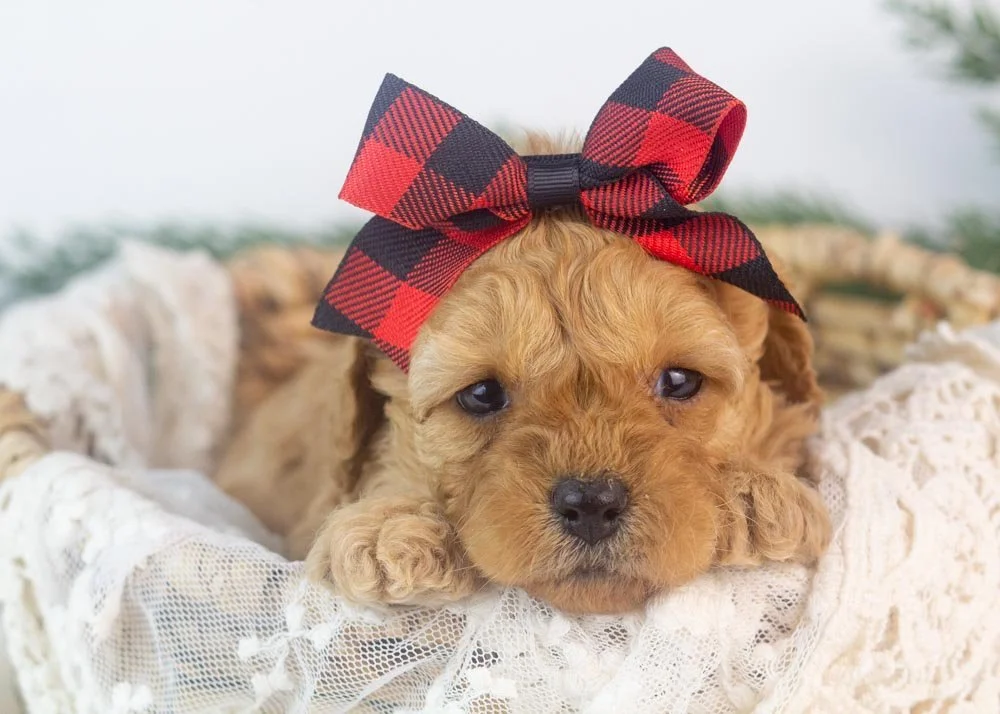 Whitney goldendoodle for sale.jpg