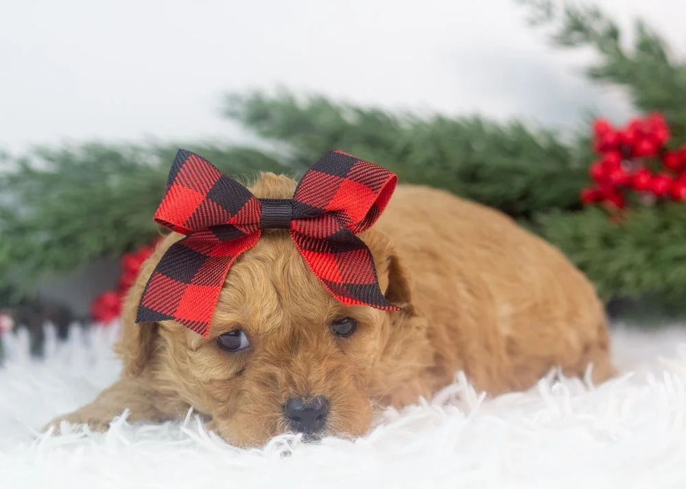 Whitney goldendoodle for sale(1).jpg