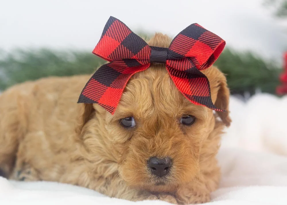 Whitney goldendoodle for sale(2).jpg