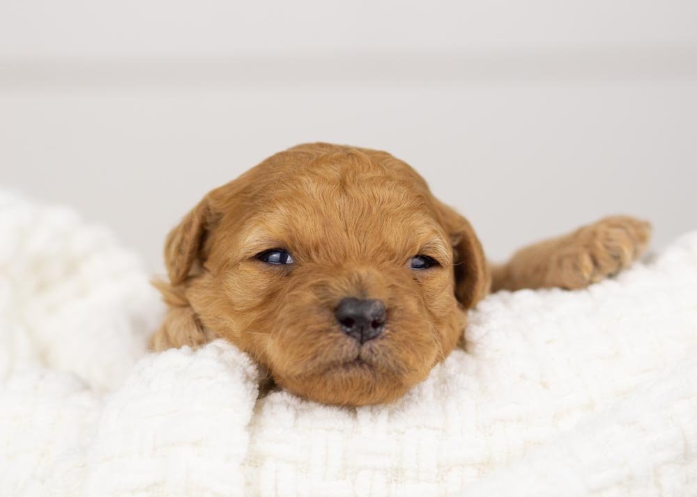 Whitney goldendoodle for sale.jpg