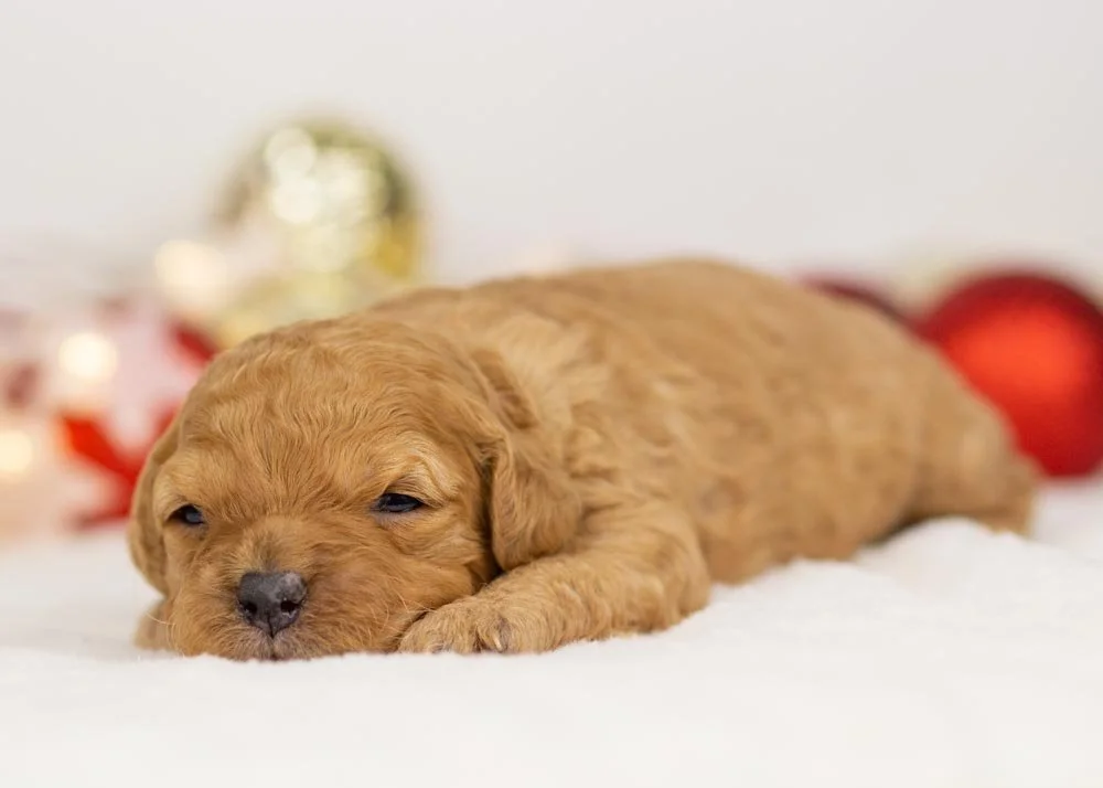 Whitney goldendoodle for sale(3).jpg