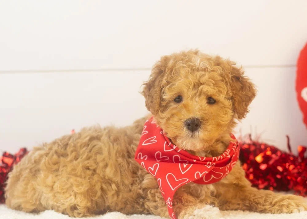 Everest goldendoodle for sale(3).jpg