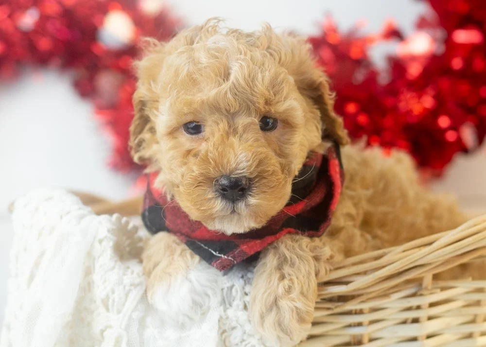 Everest goldendoodle for sale(1).jpg