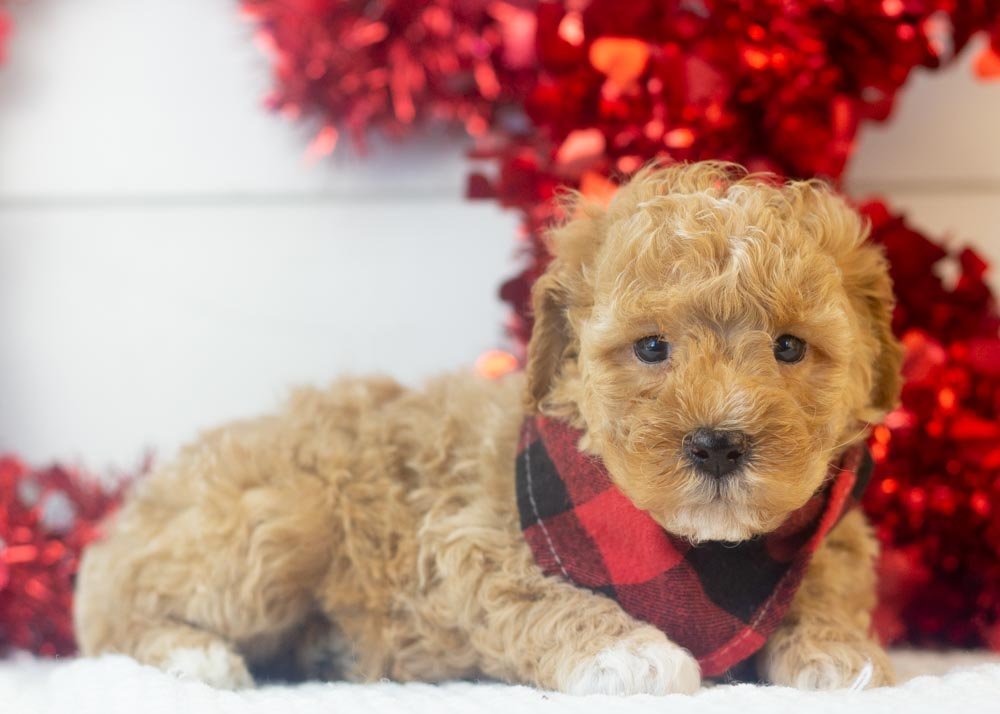 Everest goldendoodle for sale(3).jpg