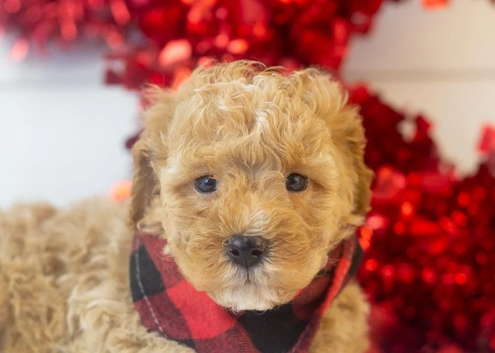 Everest goldendoodle for sale(2).jpg