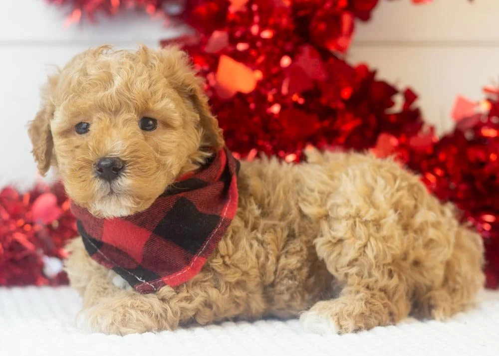 Everest goldendoodle for sale.jpg