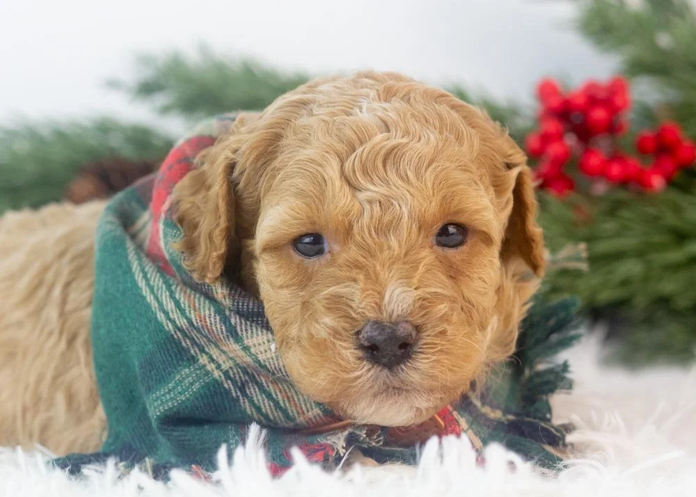 Everest goldendoodle for sale(2).jpg