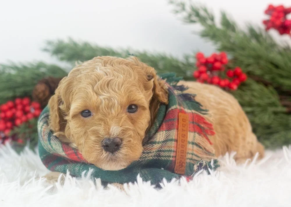 Everest goldendoodle for sale(1).jpg