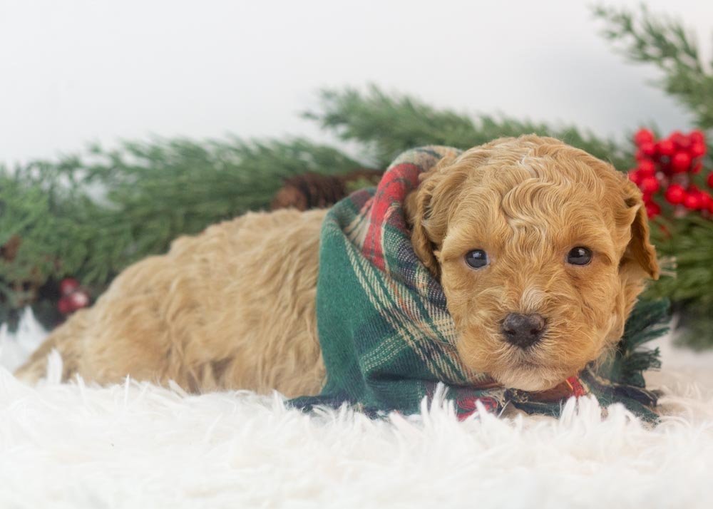 Everest goldendoodle for sale(3).jpg