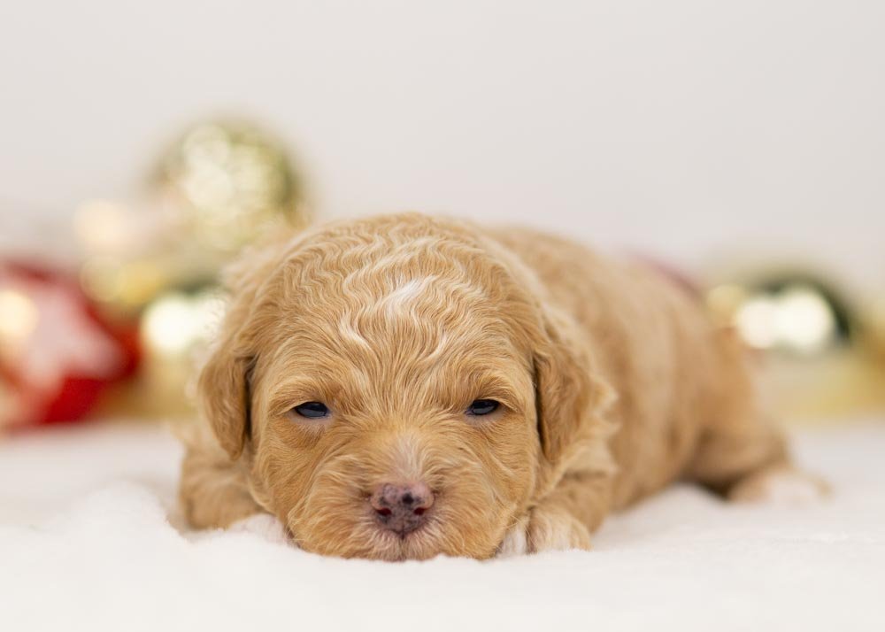 Everest goldendoodle for sale(2).jpg