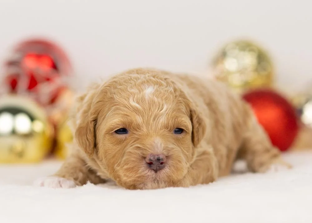 Everest goldendoodle for sale(3).jpg