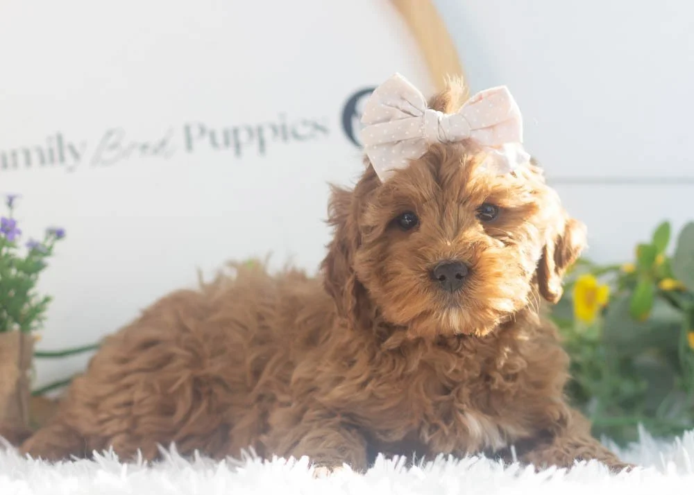 Candy goldendoodle for sale.jpg