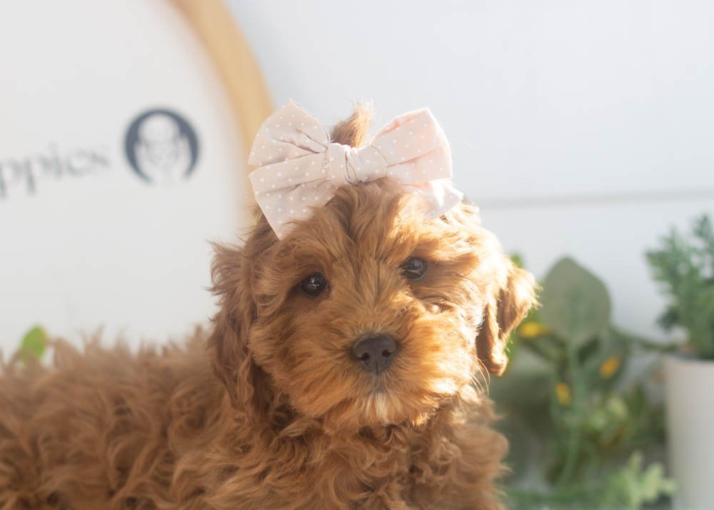Candy goldendoodle for sale(2).jpg