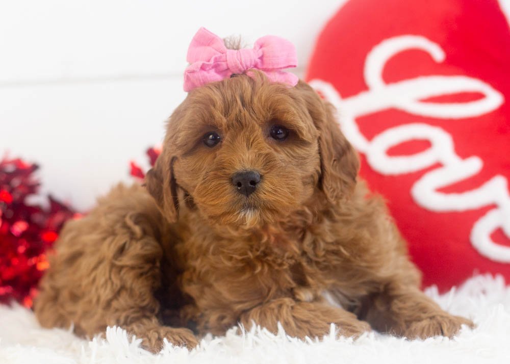 Candy goldendoodle for sale(3).jpg
