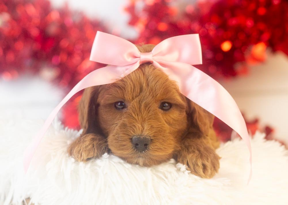 Candy goldendoodle for sale.jpg