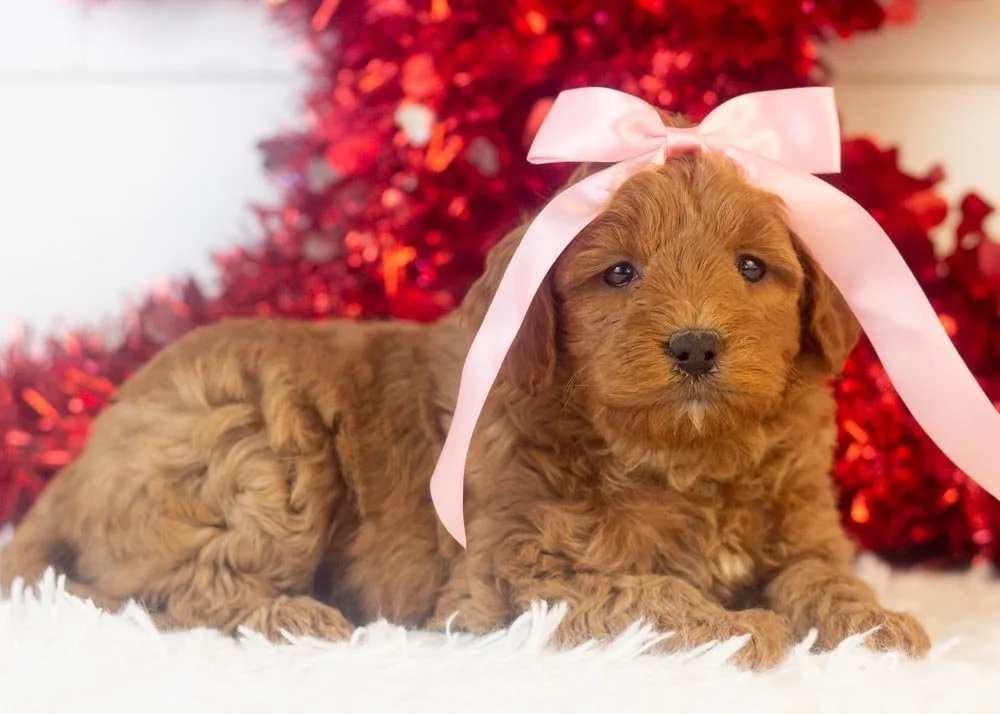 Candy goldendoodle for sale(3).jpg