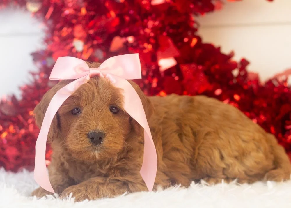 Candy goldendoodle for sale(1).jpg