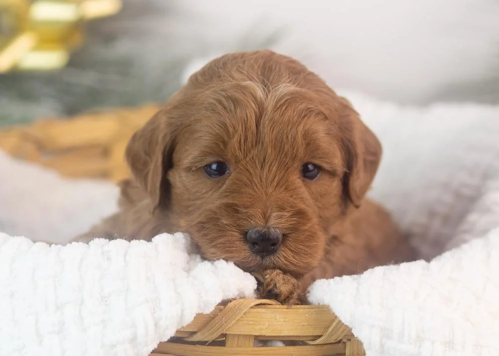 Candy goldendoodle for sale.jpg