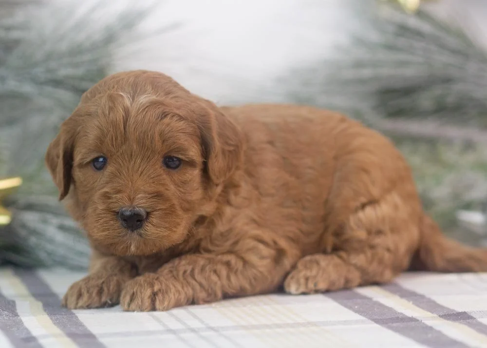 Candy goldendoodle for sale(3).jpg