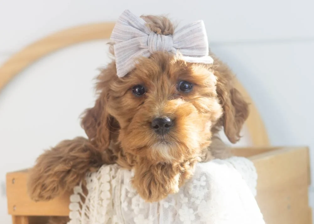 Carol goldendoodle for sale(1).jpg