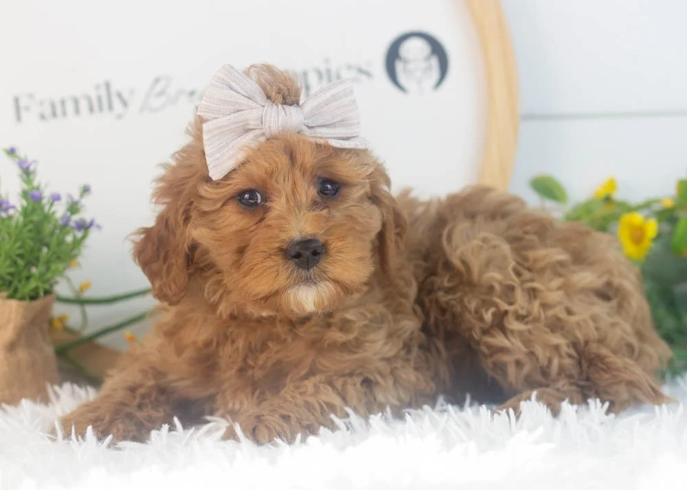 Carol goldendoodle for sale(3).jpg