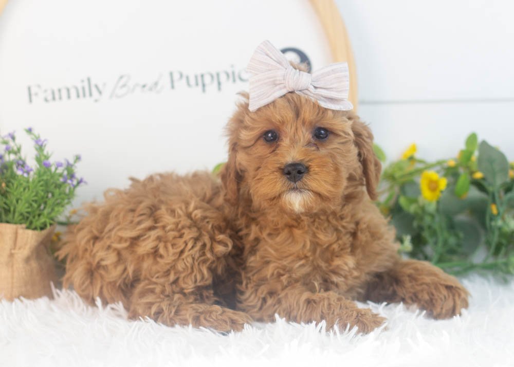 Carol goldendoodle for sale.jpg