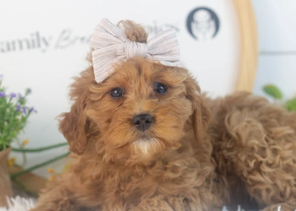 Carol goldendoodle for sale(2).jpg