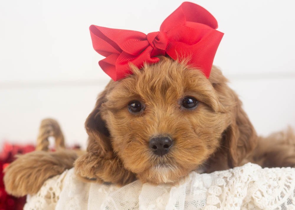 Carol goldendoodle for sale(1).jpg