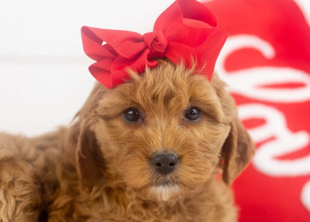 Carol goldendoodle for sale(2).jpg