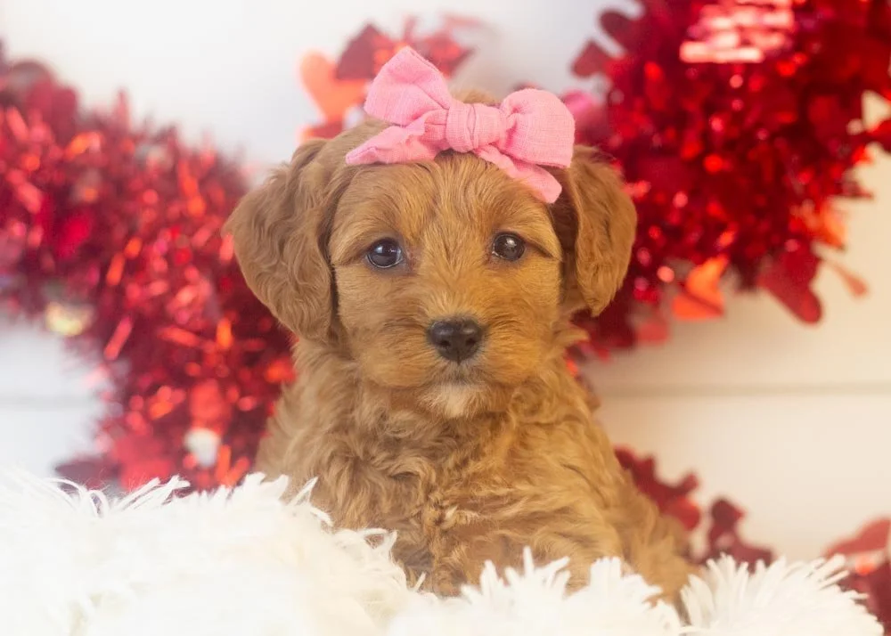 Carol goldendoodle for sale(1).jpg