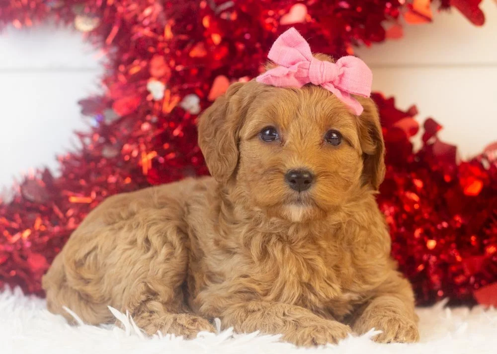 Carol goldendoodle for sale(3).jpg