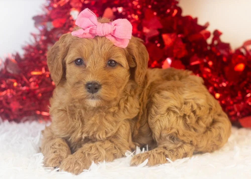 Carol goldendoodle for sale.jpg