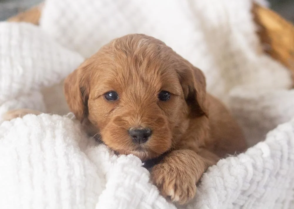 Carol goldendoodle for sale..jpg