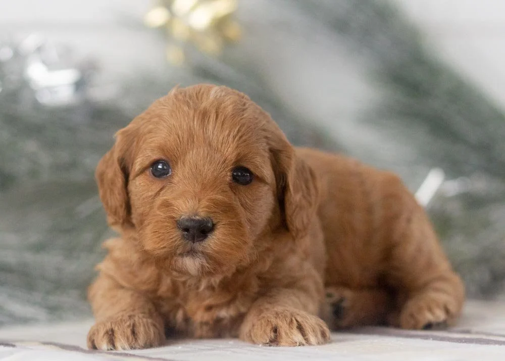 Carol goldendoodle for sale.jpg