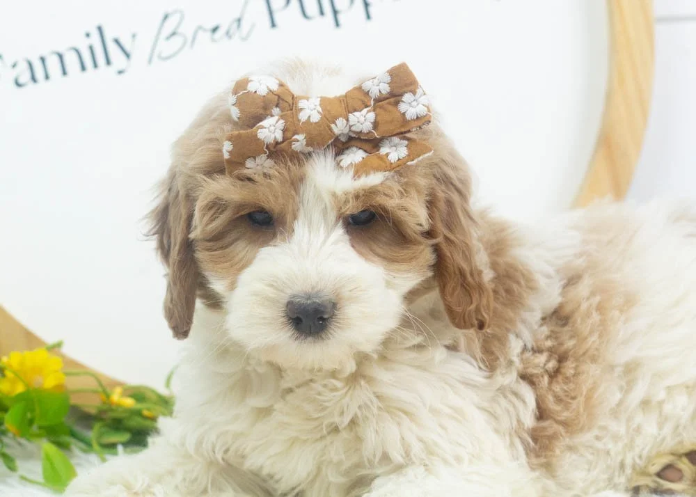 annie goldendoodle for sale.jpg