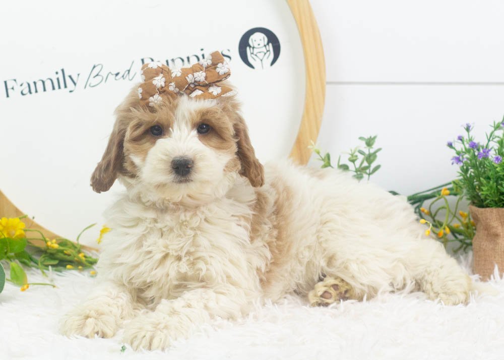 annie goldendoodle for sale(1).jpg