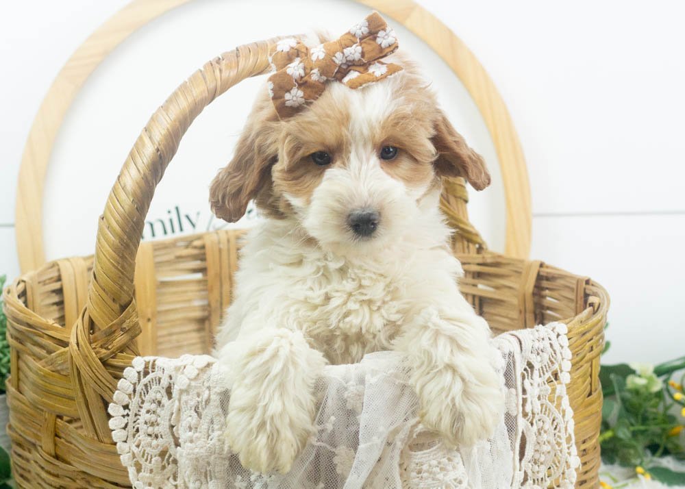 annie goldendoodle for sale(2).jpg