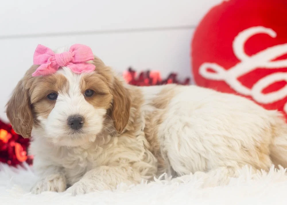 Annie goldendoodle for sale.jpg