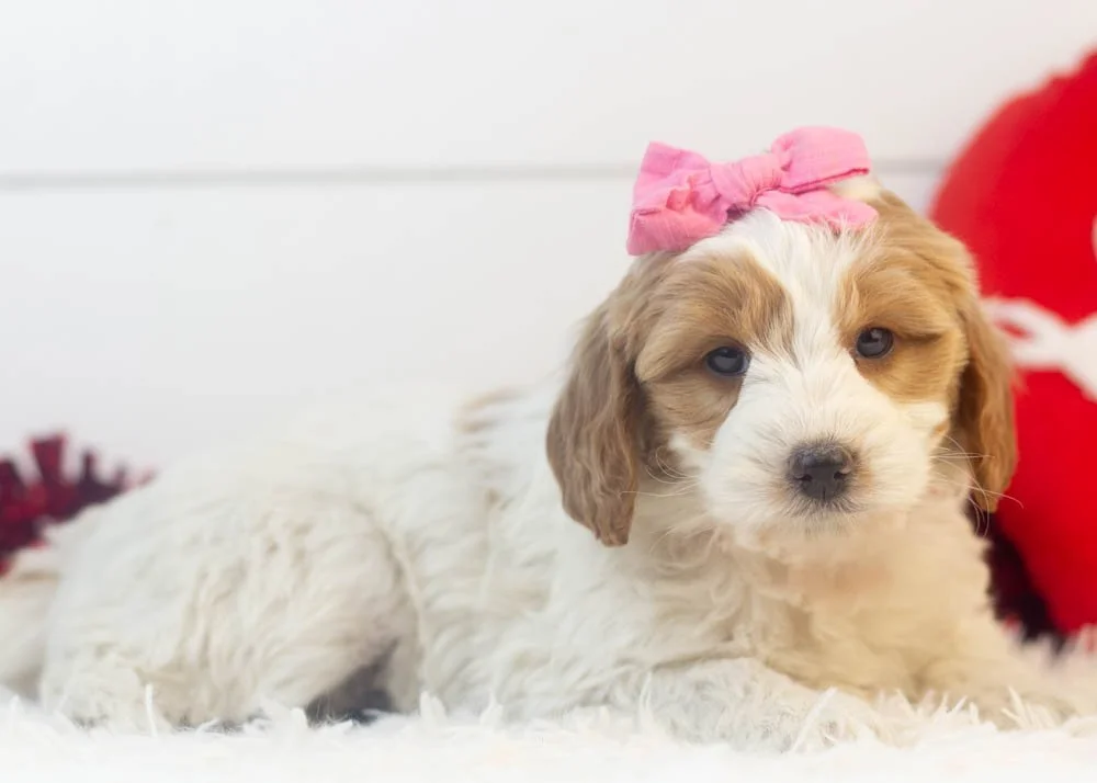 Annie goldendoodle for sale(3).jpg